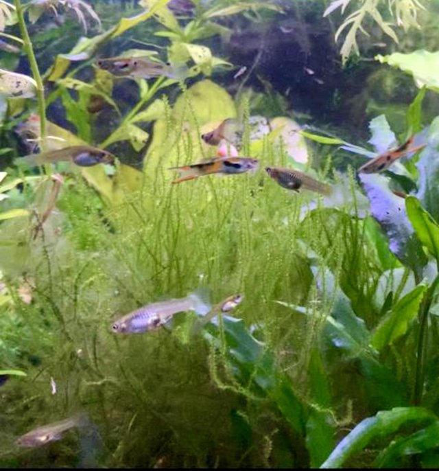 Preview of the first image of Endlers live fish not guppies £1 each.