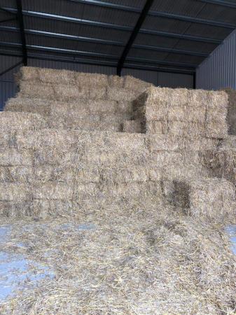 Image 1 of Fresh cut barn stored straw 2023