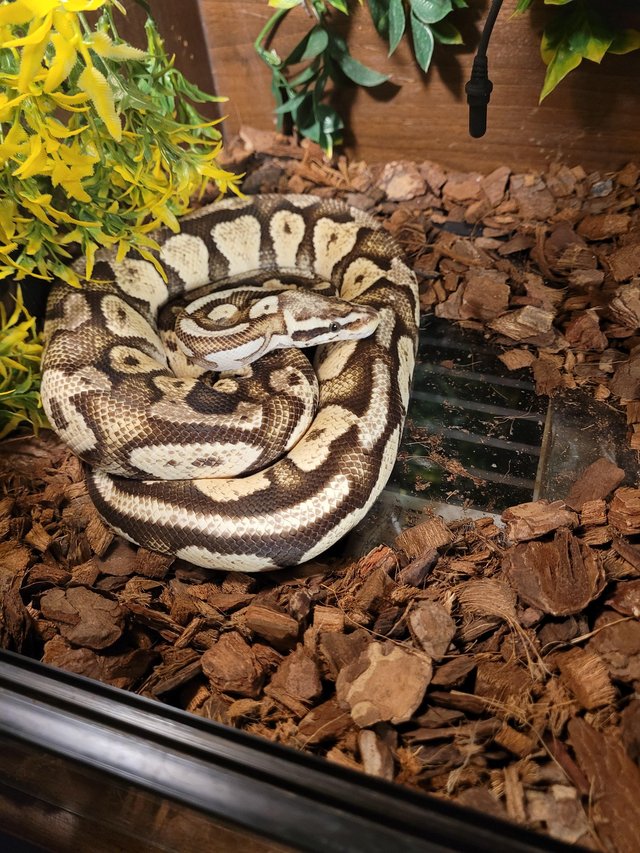 Python royal ball pastel and red.ball — photo 2 of 4