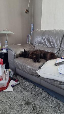 Image 4 of Two year old maine coon for rehome
