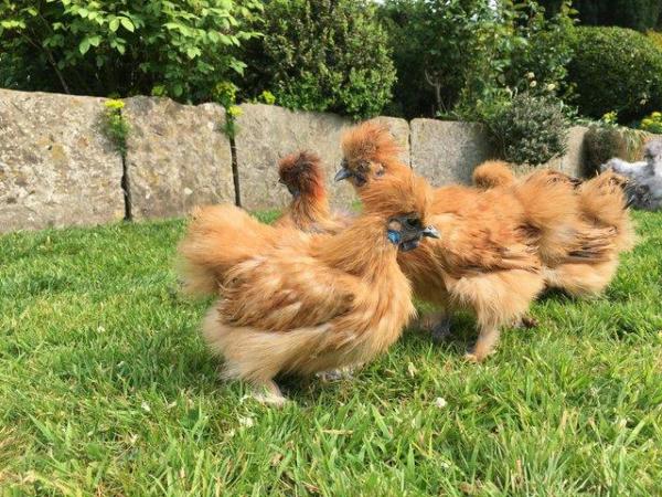 Image 1 of Silkie cockerels for sale £3 each