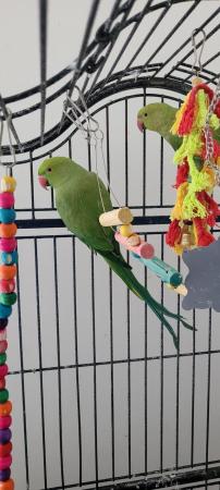 Image 4 of 12 months old male and female indian ring parrots