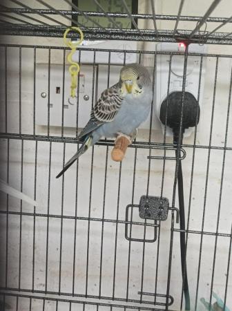 Image 4 of 5 budgies for sale 3 boys and 2 girls looking for a good hom