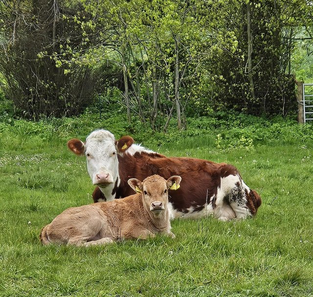 Preview of the first image of Hereford x cows with Limousin x calves.