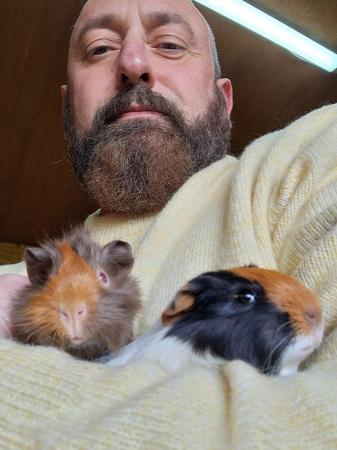 Image 1 of 2 bonded brother male guinea pigs £30 for both