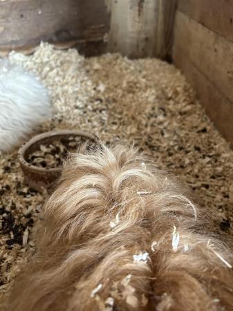 Image 3 of Pure bred guinea pigs ready now