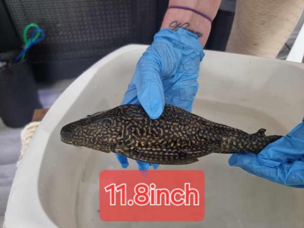 Image 3 of Leopard sail fin pleco for rehoming