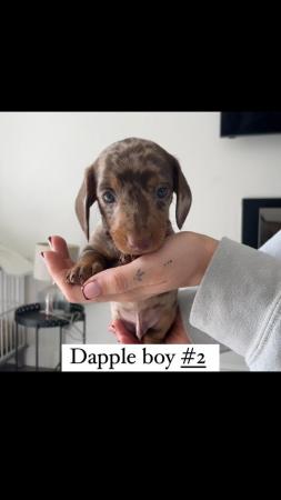 Image 5 of Quality bred Miniature Dachshunds 2 boys for sale.