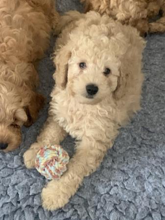 Image 10 of F2b cockapoo puppies ready to leave