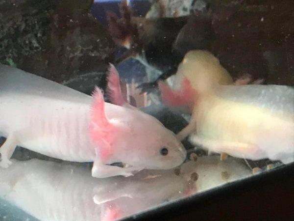 Image 3 of X1 AXOLOTL, Wild available only, very heathy, 1 year old now