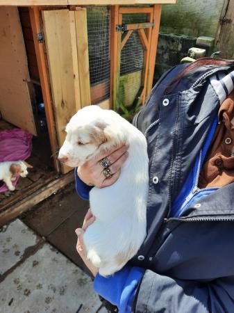 Image 6 of Working cocker spaniel puppies for sale
