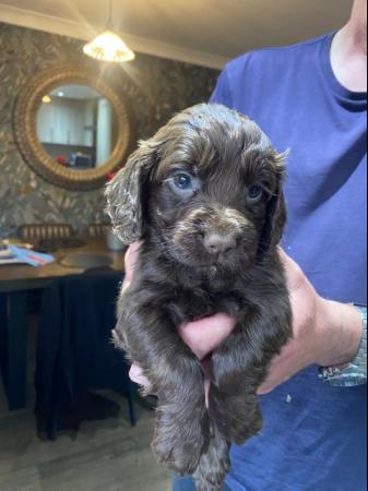 Image 7 of KC registered working cocker spaniel puppies
