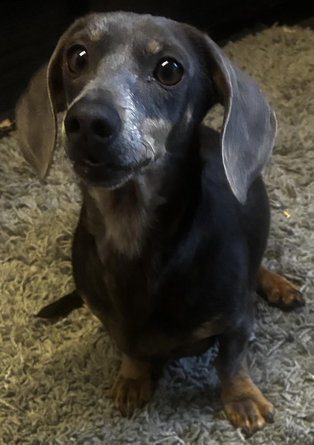 2 year old and 3 year old female dash hounds sausage dogs — photo 2 of 4