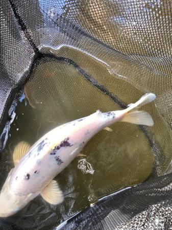 Image 3 of 9 to 10 inch Koi for sale