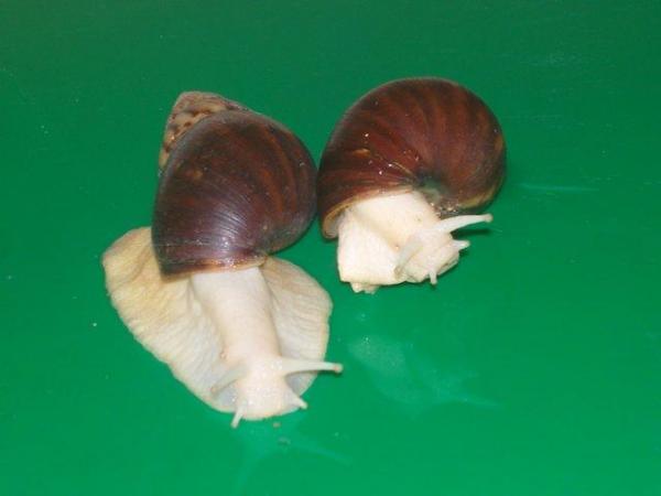 Image 2 of ALBINO, JADE & NORMAL GIANT AFRICAN LAND SNAILS.