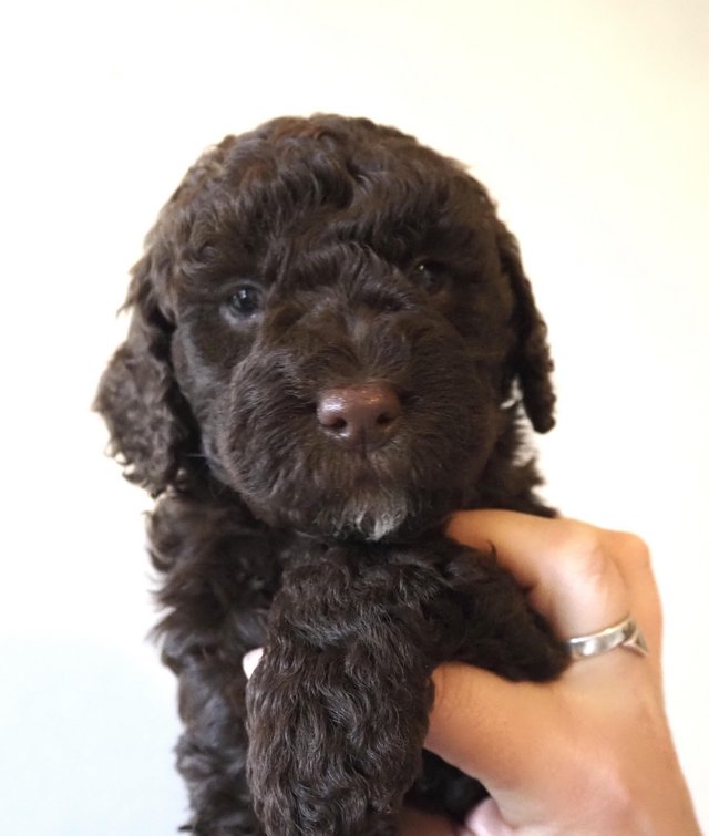 Preview of the first image of Chocolate cockapoo puppies PRA clear.