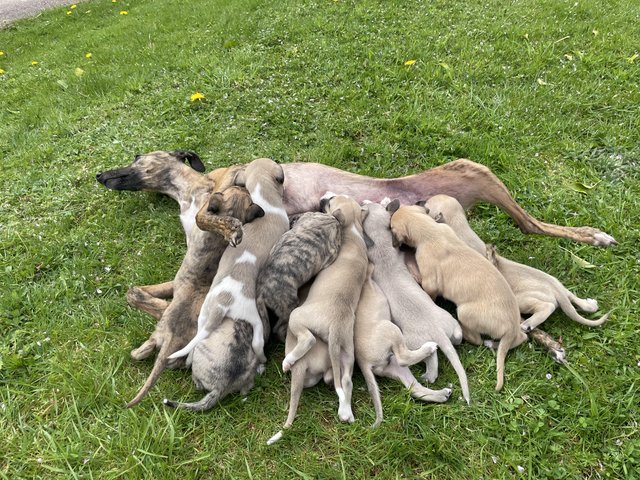 Preview of the first image of Beautiful KC Registered Whippet Puppies!!.