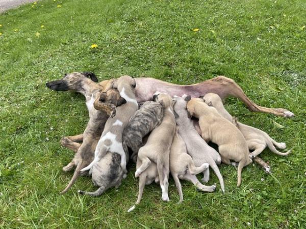Image 1 of Beautiful KC Registered Whippet Puppies!!