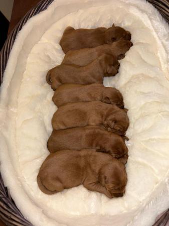 Image 4 of Very Dark Fox Red Labrador Puppies *KC* *Health Tested*