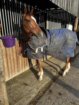 Image 1 of 16hh 5 year old thoroughbred gelding