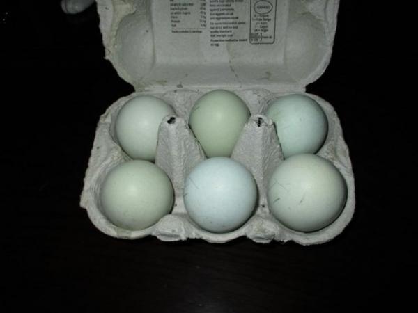 Image 3 of Blue Hatching Eggs from Show Quality Large Araucana