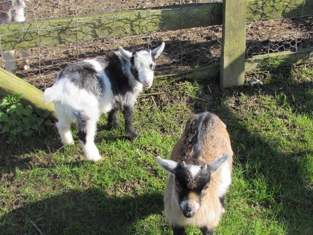 Preview of the first image of beautiful pygmy goats for sale.