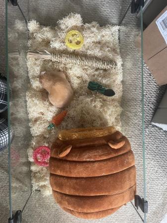 Image 3 of Syrian hamster + cage for sale