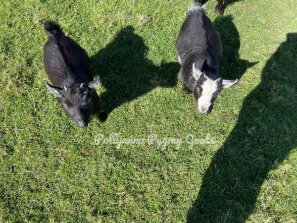 Image 1 of **SOLD** Pygmy Female Kids Registered. Very Friendly
