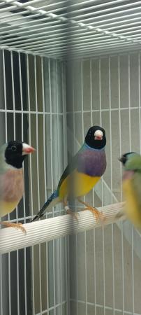 Image 3 of One pair of gouldian finches for sale