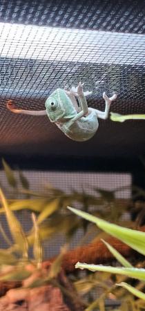 Image 2 of Yemen Chameleon babies, READY N0W £50 male and female avail