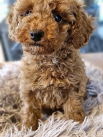 Image 7 of Red toy poodle male puppy