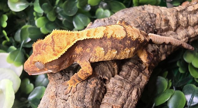 Image 17 of Stunning collection of lily whites/normal crested gecko's