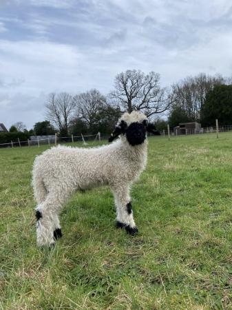 Image 5 of Registered Valais Blacknose Ram Lamb - great genetics ??