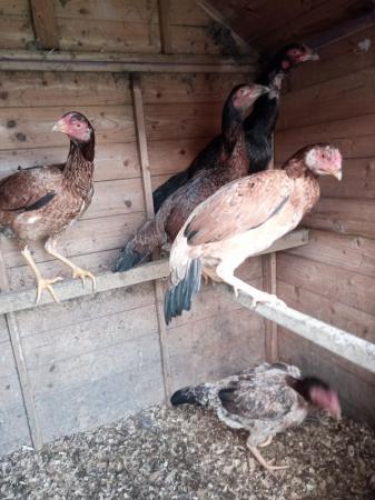 Image 1 of Asil game pullets 10 - 12 month old