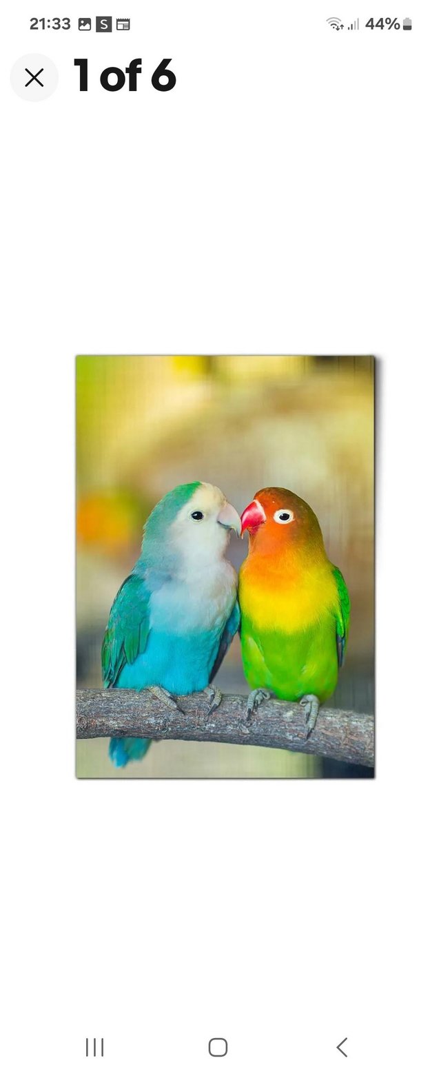 Preview of the first image of Looking fo a psir lovebirds.