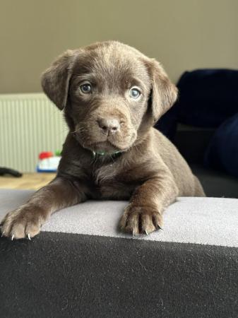 Image 17 of *SOLD*KC Registered Chocolate Labrador Retriever puppies