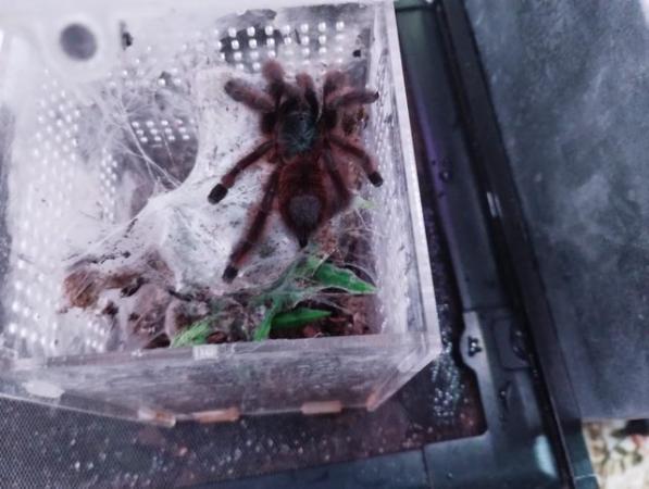 Image 8 of Various Tarantulas and other inverts for sale