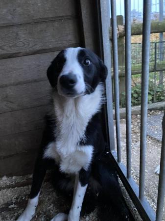 Border Collie Male Dogs 8 months old for sale in Whitchurch, Shropshire