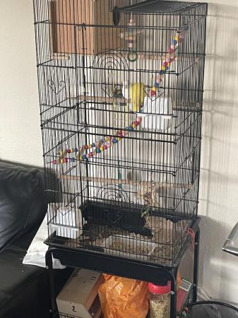Image 2 of Pair of love birds with cage for sale