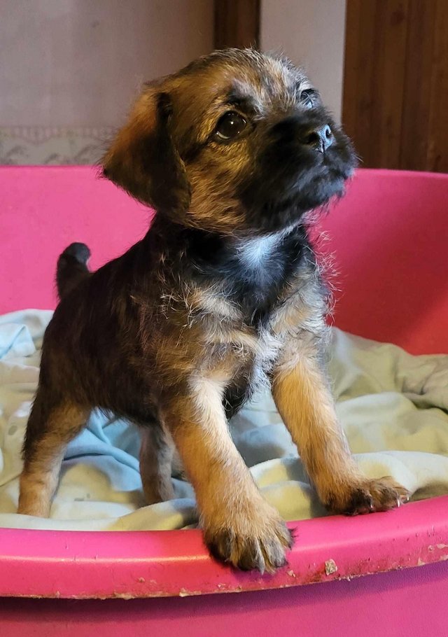 Preview of the first image of READY TO LEAVE KC registered Border Terrier Puppies.