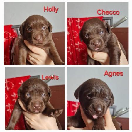 Image 19 of KC registered Health Tested Chocolate Labradors Puppies