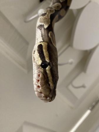 Image 5 of Het Pied Female Royal Python