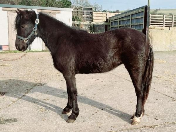 Image 3 of Smoky Black Section C Registered Filly