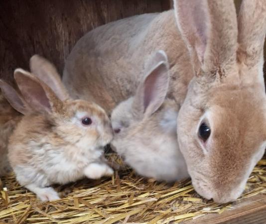 Image 13 of Bunnies looking for loving forever homes