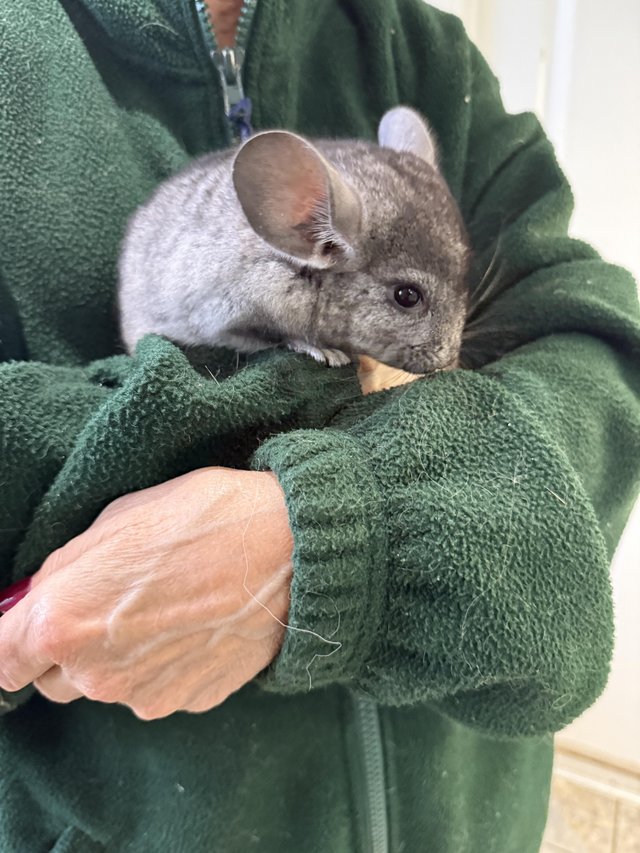 Beautiful chinchillas for sale — photo 3 of 4