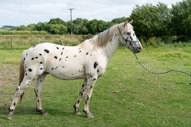 Preview of the first image of Stunning 5 year old leopard spot stallion.
