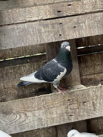 Image 8 of Quality Racing Pigeon For Sale