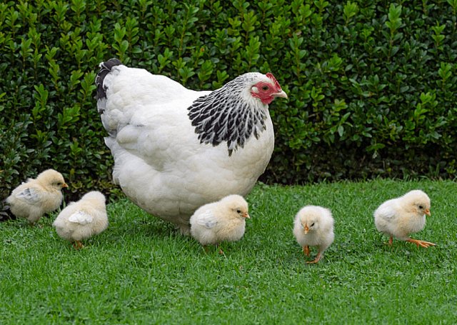 Preview of the first image of Light Sussex Hatching Eggs from Quality Pure Breed Chickens.