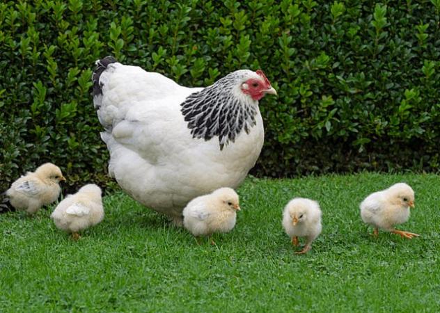 Image 1 of Light Sussex Hatching Eggs from Quality Pure Breed Chickens