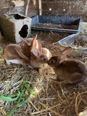 Image 14 of Adorable, friendly Standard Rex rabbit babies